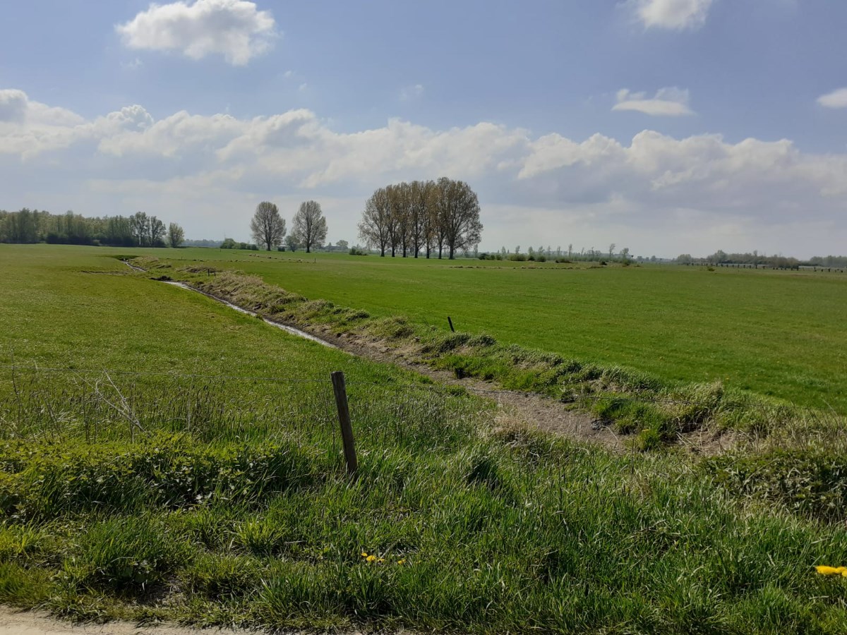 Een afbeelding van de Olburgsche Waard met veel groen gras eromheen, een paar enkele bomen en een licht bewolkte lucht erboven. 